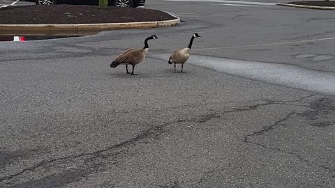 Not a Quack! Geese at the mall