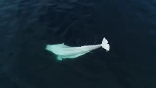 Historic Beluga Whale Sighting in San Diego