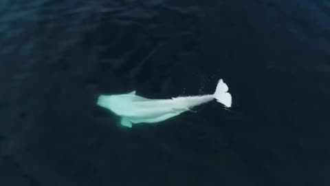 Historic Beluga Whale Sighting in San Diego