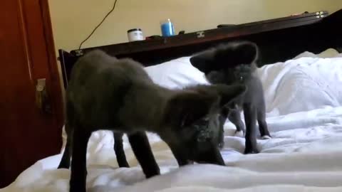 Two little fox pups bouncing on the bed