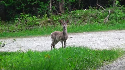 White-tailed deer