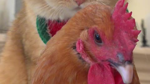 Cat and chicken 🐓 friendship