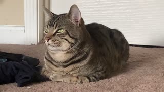 A MAJESTIC CAT LOAF