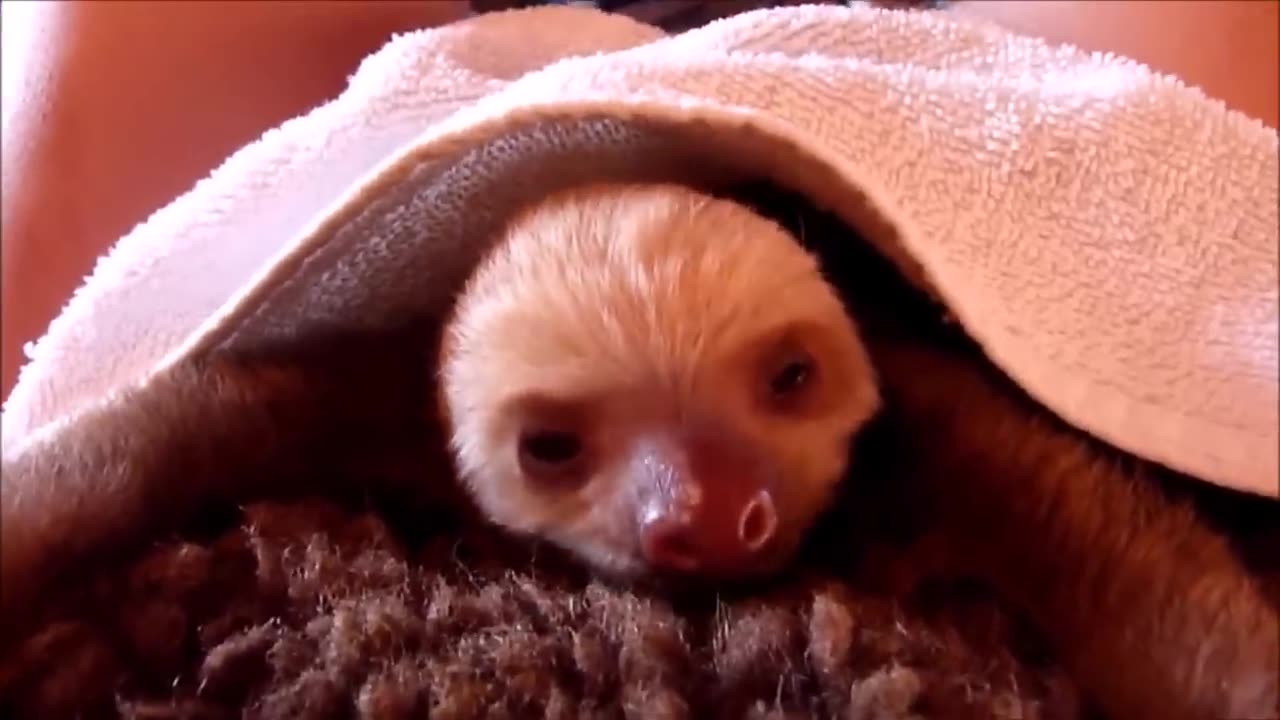 Baby Sloths at Play