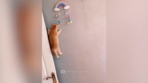 Funny Cats Videos