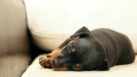 Cute Baby rottweiler