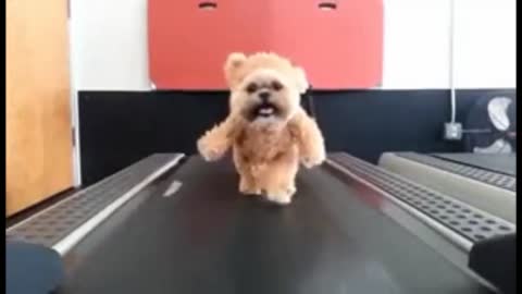 Cute fluffy Dog starts training with treadmill | Adorable dogs training videos