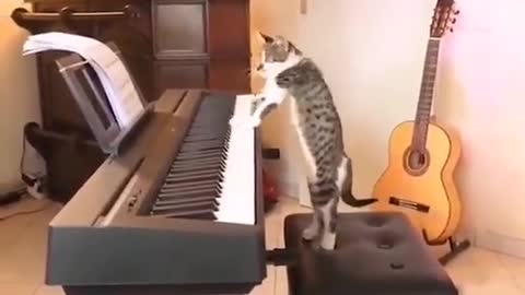 Cat has fun playing the piano like a pro