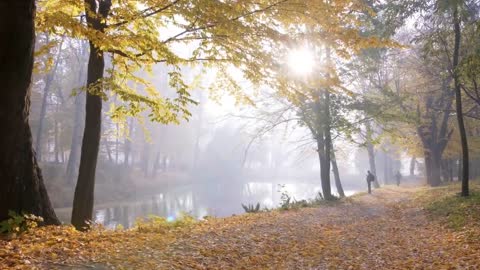 Enchanting Autumn Forests with Beautiful Piano Music