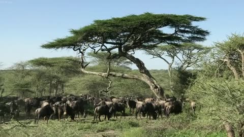 Elang vs Vulture - Siapa Raja Burung Sesungguhnya