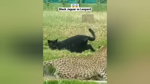 Black jaguar vs leopard