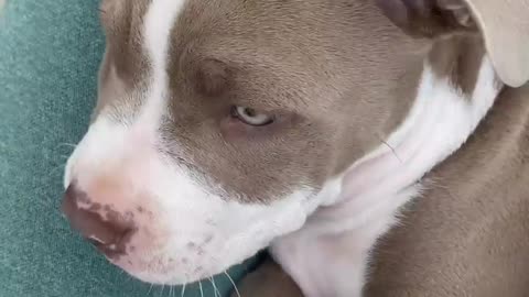 So Funny Baby Pitbull having fun!