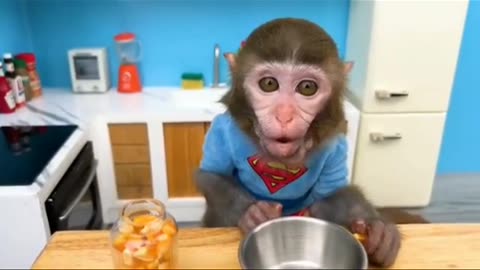 Funny monkey video 2023