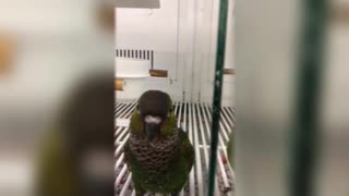 Fun & playful parrot auditions to get adopted