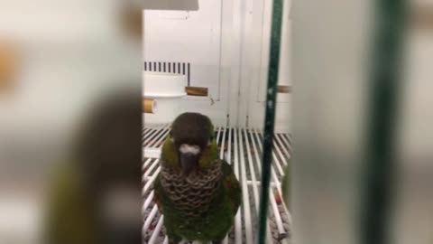 Fun & playful parrot auditions to get adopted