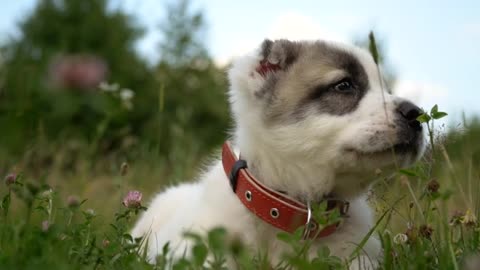 Puppy dog in grass