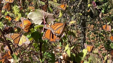 Monarch butterflies migration