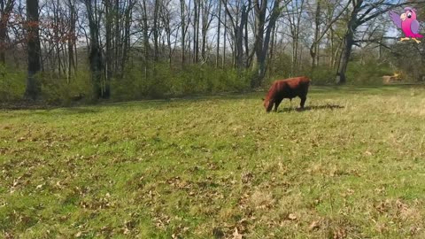 Moo-tiful Moments: 2023's Bovine Adventures 🐄🌾