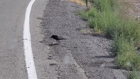 CROW FEEDING IN NEW MEXICO