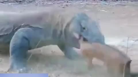 See how the crocodile eats the goat. Crocodiles and goats. #animal #viral #sadvideo#cat #dog#funny