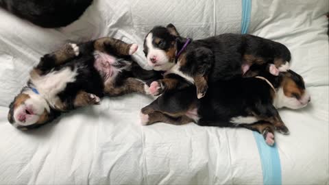 Three newborn puppies