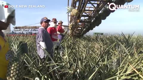 Harvesting the Most Delicious Pineapples in the World | Exotic Fruit Plantation