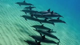Oceans underground water video ! Explore fish 🐟