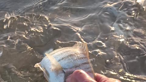 Fish hiding in the sand