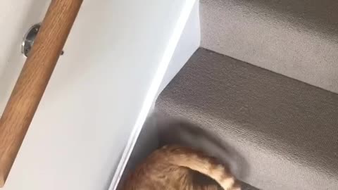 Cat Slinks Down the Stairs