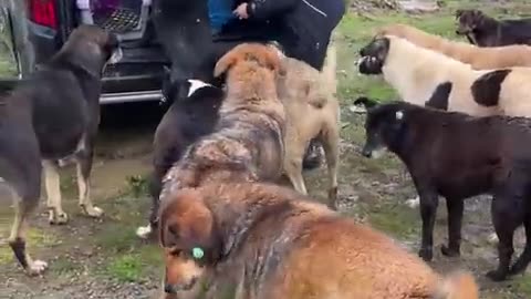 All wild stray dogs turn into tasty puppies with this woman's whisper