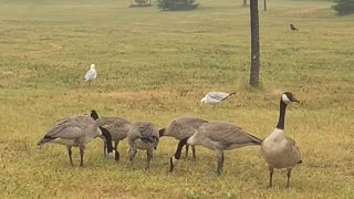 Nature and bird: A battle royale war cry by the geese & seagulls, calling out to their friends & allies.