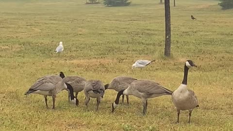 Nature and bird: A battle royale war cry by the geese & seagulls, calling out to their friends & allies.