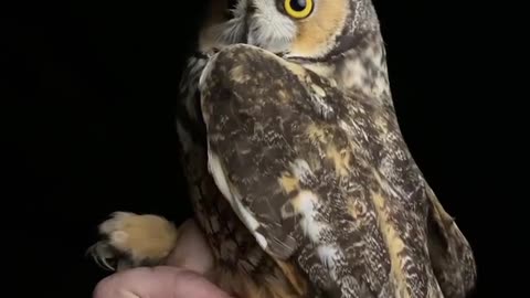 Owls insight