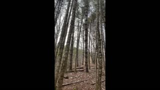 There Be Ents In Our Woods