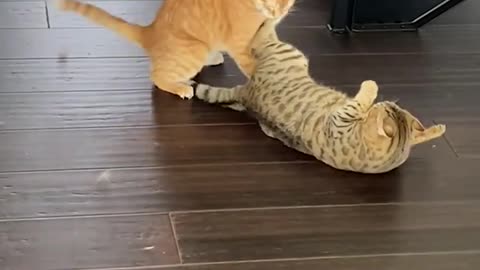 Funny Cat Pulls Off Sneak Attack!