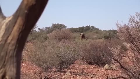 Lion Vs Camel Biggest Fight Caught On Camera - The Lions Made A Mistake By Messing With The Camel