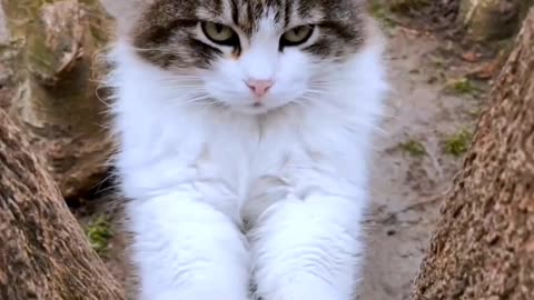 Cute Baby Cat Scratching the Tree, trying to skip.