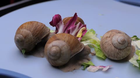Snail eats lettuce