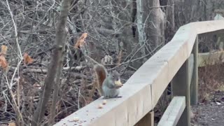 Red-Tailed squirrel grab and run
