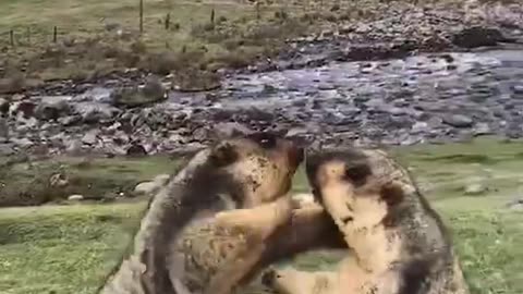 Two Marmots are fighting again, so naughty#marmot #toocute #funnyshorts