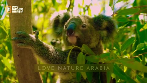 استراليا البرية - حيوان الكوالا