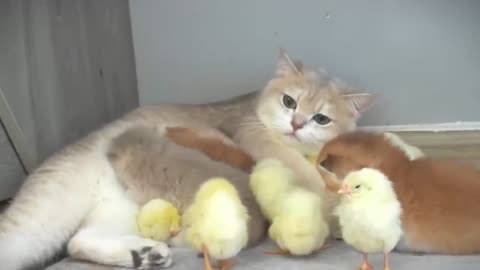 Cat Mom & Chicks Babys
