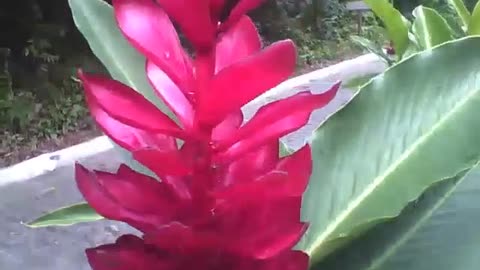 Filming 2 beautiful red alpine flowers with raindrops in sequence [Nature & Animals]