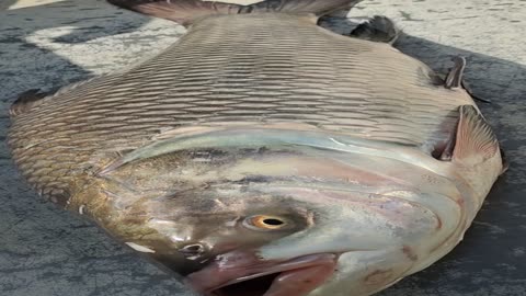 Giant Katla Carp Fish Video In Fish Market Dhaka#shorts