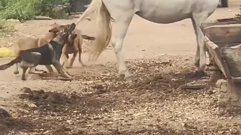Dog trying to play with horse funny video
