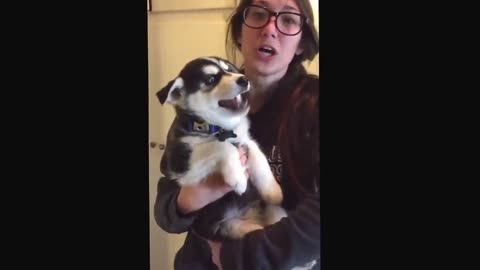 Talking husky puppy