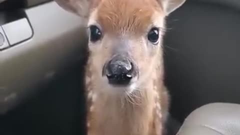 Fawn Bleats After Being Rescued,Viral deer.