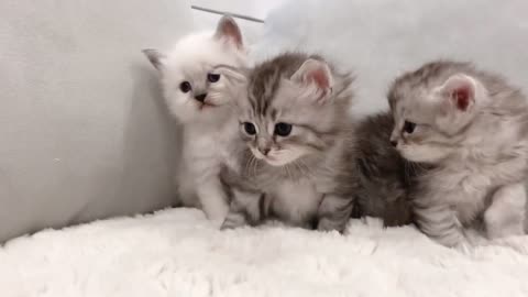 Group of Kitten Playing - Cute - 2024