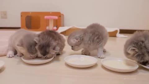 The kitten jumping up at the smell of milk was so cute...