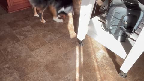 Stormy The Aussie Pounces On Sunbeam